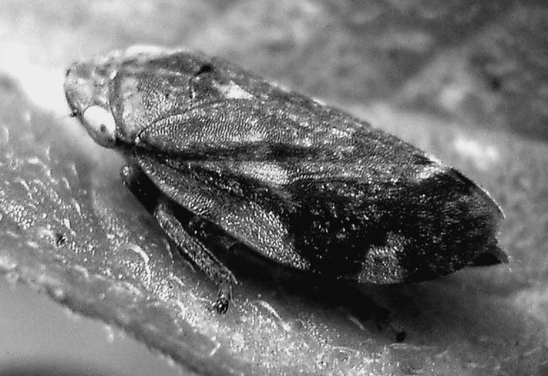 Сто великих рекордов животных - i_023.jpg