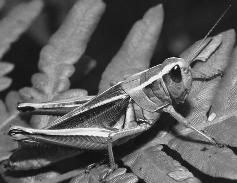 Сто великих рекордов животных - i_024.jpg