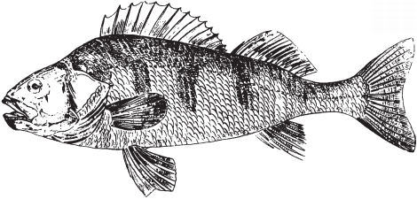 Все о рыбалке (сборник) - _149.png