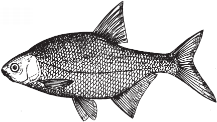 Все о рыбалке (сборник) - _150.png