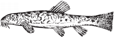 Все о рыбалке (сборник) - _179.png