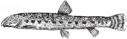 Все о рыбалке (сборник) - _180.png