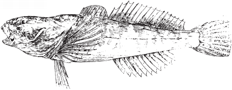 Все о рыбалке (сборник) - _185.png