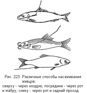 Жизнь и ловля пресноводных рыб - ris223.jpg