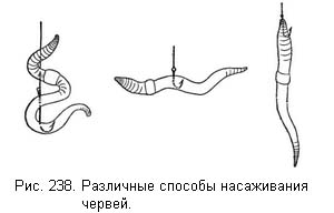 Жизнь и ловля пресноводных рыб - ris238.jpg