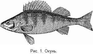 Жизнь и ловля пресноводных рыб. Часть 1 - ris001.jpg