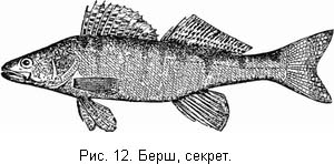 Жизнь и ловля пресноводных рыб. Часть 1 - ris012.jpg