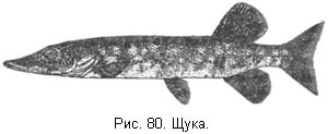 Жизнь и ловля пресноводных рыб. Часть 1 - ris080.jpg