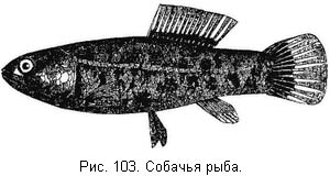 Жизнь и ловля пресноводных рыб. Часть 1 - ris103.jpg