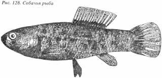 Рыбы России. Том первый - _100.jpg
