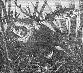 Рыбы России. Том первый - _24.jpg