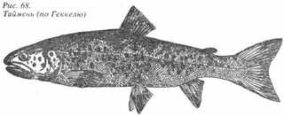 Рыбы России. Том первый - _46.jpg