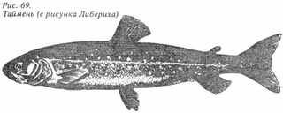 Рыбы России. Том первый - _47.jpg