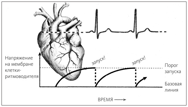 Ритм Вселенной. Как из хаоса возникает порядок - i_001.jpg