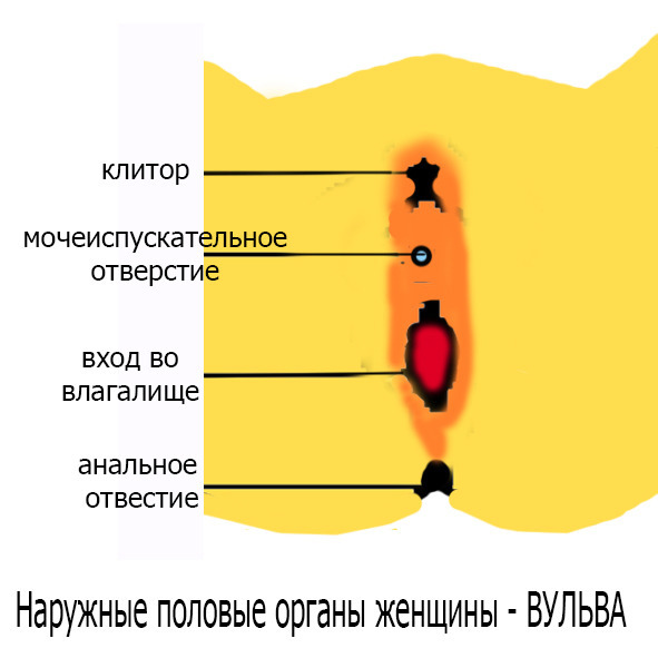 Половое воспитание детей и подростков - image2_55f687f74b46621515a739d4_jpg.jpeg