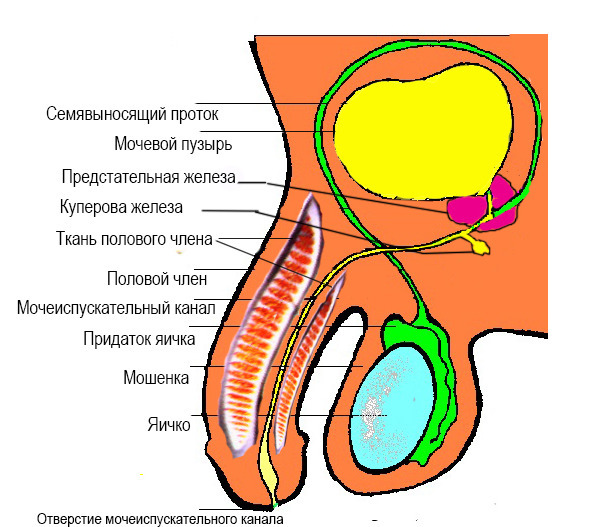 Половое воспитание детей и подростков - image4_55f688444b46621515a739e2_jpg.jpeg