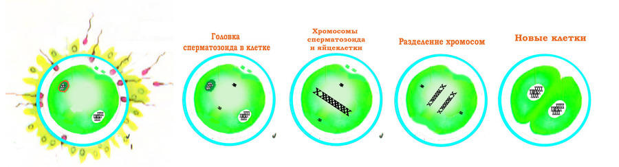 Половое воспитание детей и подростков - image5_55f688964b46621515a739f2_jpg.jpeg