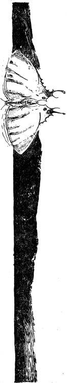 Орнитоптера Ротшильда - i_002.jpg