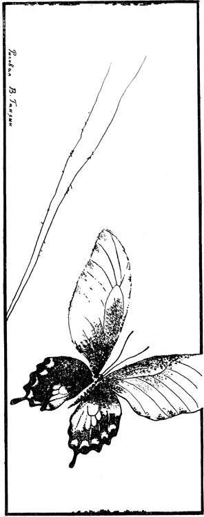 Орнитоптера Ротшильда - i_012.jpg