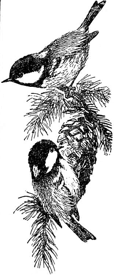 Певчие птицы - i_045.png