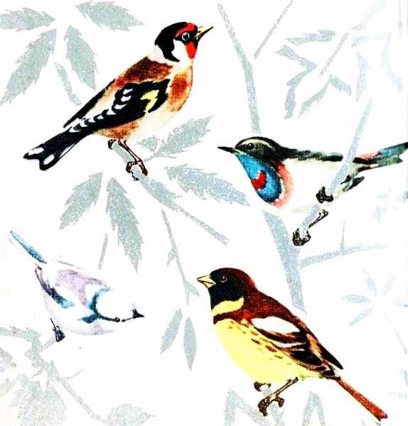 Певчие птицы - i_075.jpg