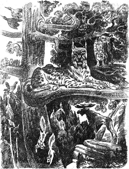 След рыси - i_002.jpg