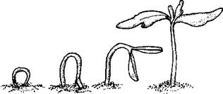 Огород для лентяев - pic_3.jpg