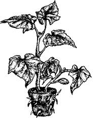 Огород для лентяев - pic_4.jpg