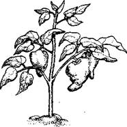 Огород для лентяев - pic_6.jpg