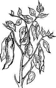 Огород для лентяев - pic_7.jpg