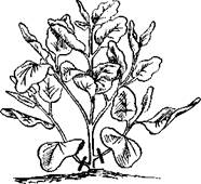 Огород для лентяев - pic_8.jpg