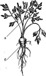 Огород для лентяев - pic_10.jpg