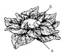 Огород для лентяев - pic_12.jpg