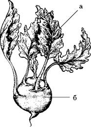 Огород для лентяев - pic_14.jpg