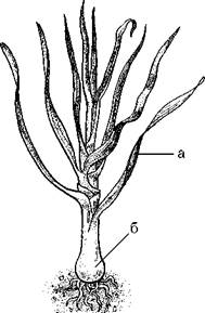 Огород для лентяев - pic_19.jpg