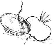 Огород для лентяев - pic_23.jpg