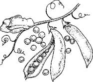 Огород для лентяев - pic_30.jpg