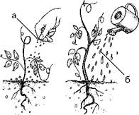 Огород для лентяев - pic_31.jpg