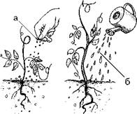 Огород для лентяев - pic_32.jpg