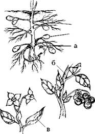 Огород для лентяев - pic_34.jpg