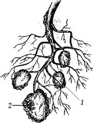 Огород для лентяев - pic_38.jpg