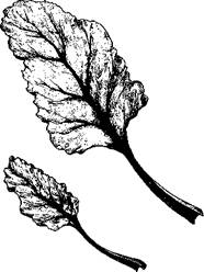 Огород для лентяев - pic_9.jpg