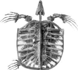 Пресноводные черепахи - i_002.jpg