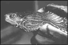 Пресноводные черепахи - i_010.jpg