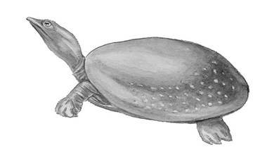 Пресноводные черепахи - i_013.jpg