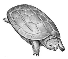 Пресноводные черепахи - i_019.jpg