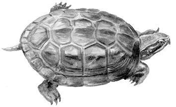 Пресноводные черепахи - i_022.jpg