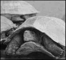 Пресноводные черепахи - i_024.jpg