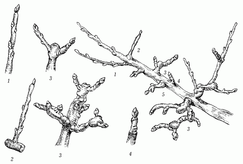 Сад для лентяя - i_001.png