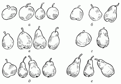 Сад для лентяя - i_005.png